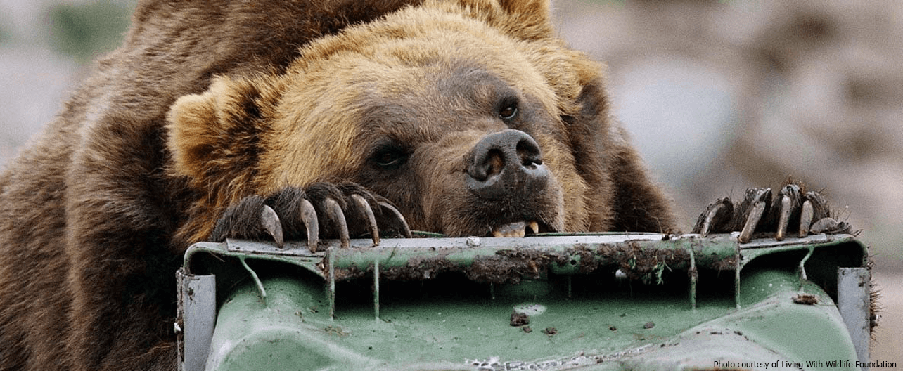 https://bearbox.org/wp-content/uploads/2017/06/Tahoe-Bear-Box-Company-Homepage-Image-with-Hungry-Bear-1.png